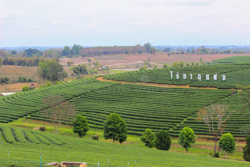 Choui Fong Tea Plantation is located in Mae Chan District, Chiang Rai Province,Northern Thailand.Non English texts mean Choui Fong Tea Plantation. Choui Fong Tea Plantation is located in Mae Chan District, Chiang Rai Province,Northern Thailand.Non English texts mean Choui Fong Tea Plantation.