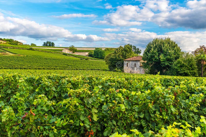 Härligt landskap för Bordeaux vingårdar av den Saint Emilion vingården i Frankrike