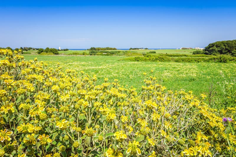 Härligt medelhavs- landskap med gula blommor, Italien royaltyfria foton Härligt medelhavs- landskap med gula blommor, Italien royaltyfria foton
