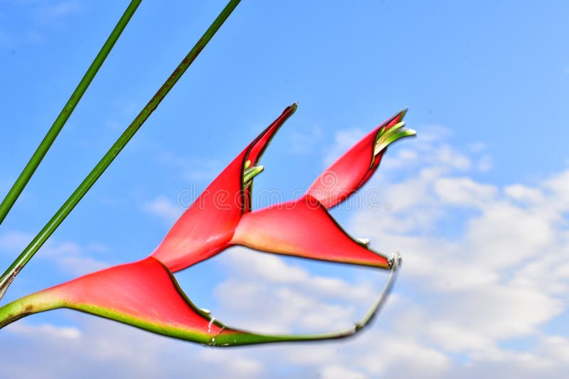 Härligt rött exotiskt blommaslut upp i solskenet arkivfoto Härligt rött exotiskt blommaslut upp i solskenet arkivfoto
