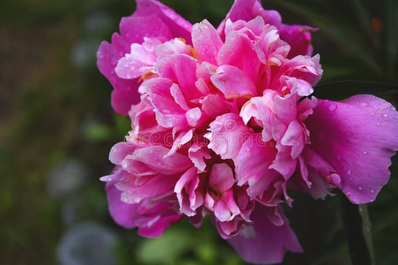 Härligt slut upp fotoet av den rosa tulpan royaltyfri fotografi Härligt slut upp fotoet av den rosa tulpan royaltyfri fotografi