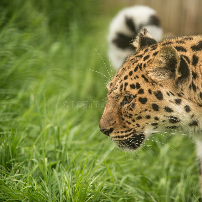 Härligt slut upp ståenden av den Jaguar pantheraoncaen i färgrikt royaltyfri bild Härligt slut upp ståenden av den Jaguar pantheraoncaen i färgrikt royaltyfri bild
