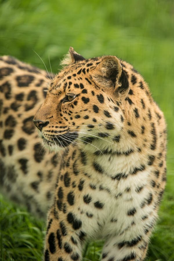 Härligt slut upp ståenden av den Jaguar pantheraoncaen i färgrikt royaltyfri bild Härligt slut upp ståenden av den Jaguar pantheraoncaen i färgrikt royaltyfri bild