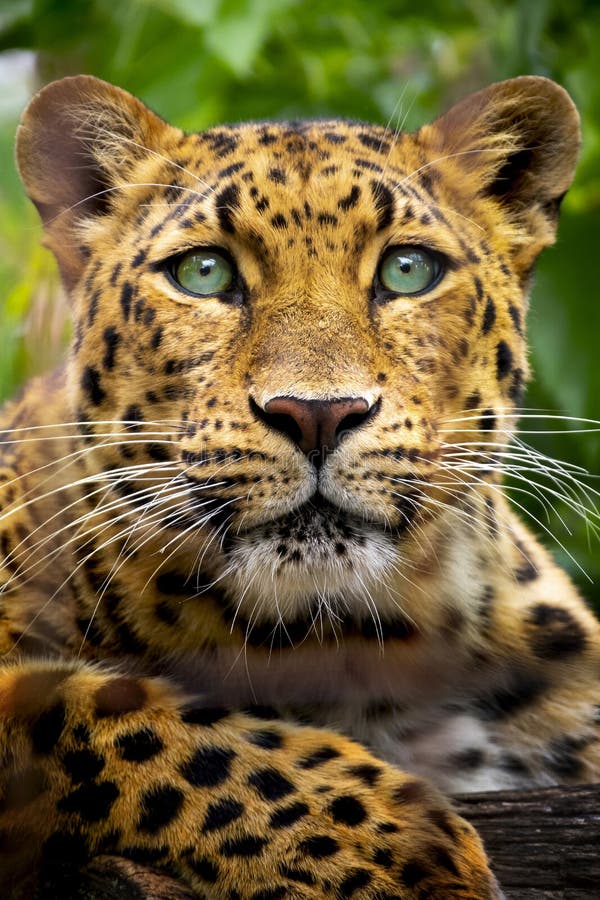 Härligt slut upp ståenden av en utsatt för fara Amur leopard