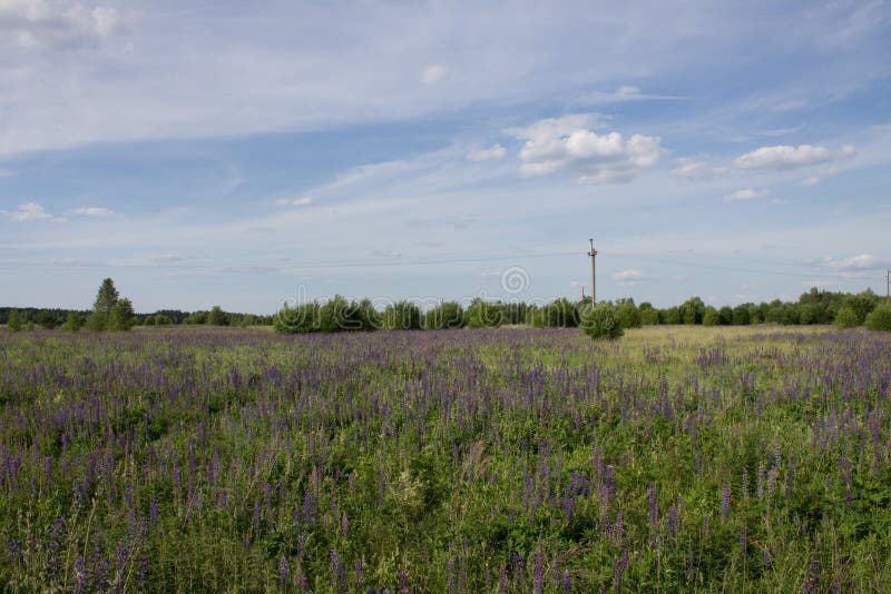 Härligt sommarlandskap med en äng av purpurfärgade blommalupin på en bakgrund av grönt gräs royaltyfri bild Härligt sommarlandskap med en äng av purpurfärgade blommalupin på en bakgrund av grönt gräs royaltyfri bild
