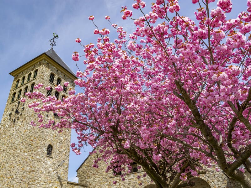 Härligt träd Maj för körsbärsröd blomning framme av en kyrklig byggnad, detalj arkivfoto Härligt träd Maj för körsbärsröd blomning framme av en kyrklig byggnad, detalj arkivfoto