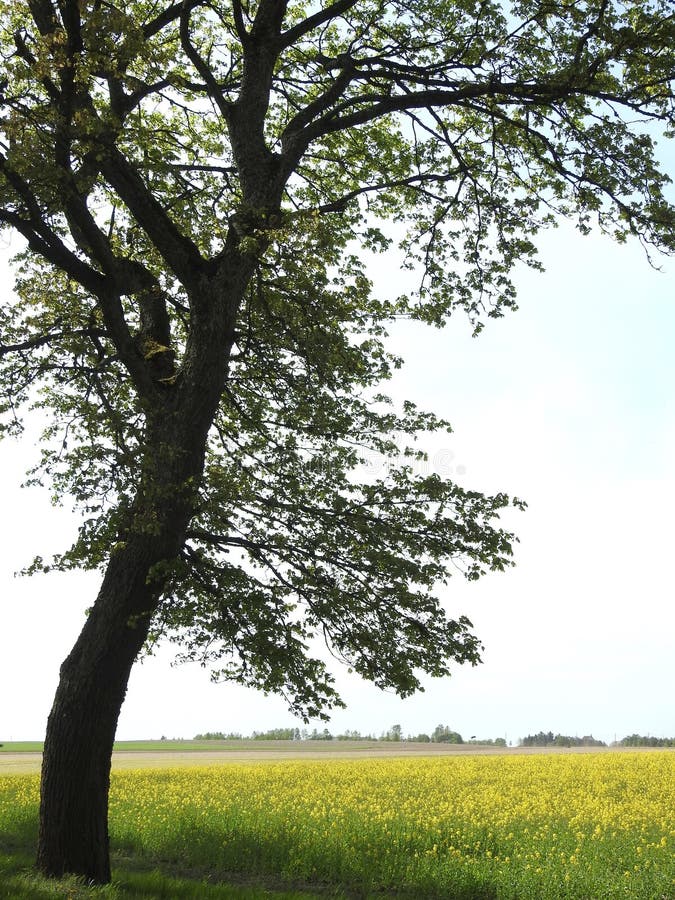 Härligt träd och att våldta fältet, Litauen fotografering för bildbyråer Härligt träd och att våldta fältet, Litauen fotografering för bildbyråer