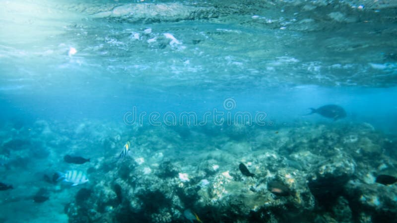 Härligt under vattenfotoet av stor färgrik korallfiskskola som simmar i Röda havet royaltyfria bilder Härligt under vattenfotoet av stor färgrik korallfiskskola som simmar i Röda havet royaltyfria bilder