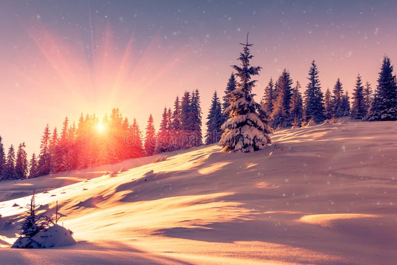 Härligt vinterlandskap i berg Sikt av snö-täckte barrträdträd och snöflingor på soluppgång Glad jul och lyckligt N arkivbilder Härligt vinterlandskap i berg Sikt av snö-täckte barrträdträd och snöflingor på soluppgång Glad jul och lyckligt N arkivbilder