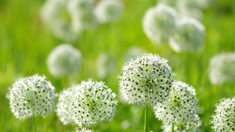 Härligt vitt format blommaslag för Allium runt jordklot i vinden