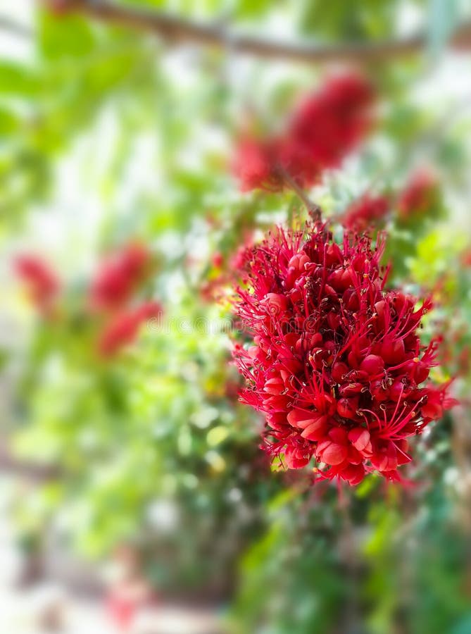 Härma blommaträdet, pakistanskt vetenskapligt namn för brand : Phylloc royaltyfri foto Härma blommaträdet, pakistanskt vetenskapligt namn för brand : Phylloc royaltyfri foto