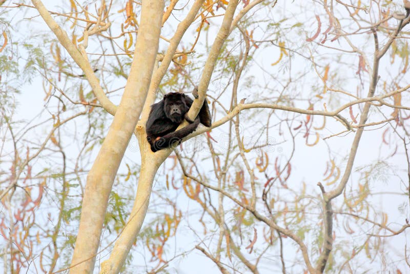 Härma den svarta grodan, Alouattacarayaen, naturlivsmiljö Svart apasammanträde i träd för skogsvartapa Djur i Pantanal, Brazi royaltyfri bild Härma den svarta grodan, Alouattacarayaen, naturlivsmiljö Svart apasammanträde i träd för skogsvartapa Djur i Pantanal, Brazi royaltyfri bild