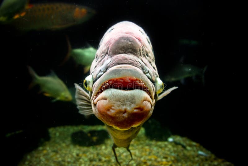 Hässliche Fische stockbild. Bild von leben, merkwürdig - 3396091