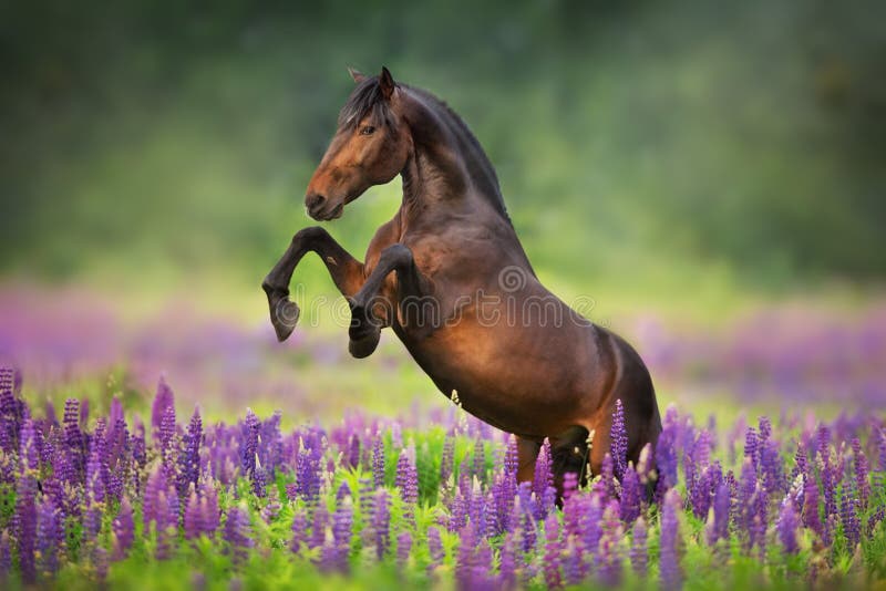 Häst i lupinblommor fotografering för bildbyråer Häst i lupinblommor fotografering för bildbyråer