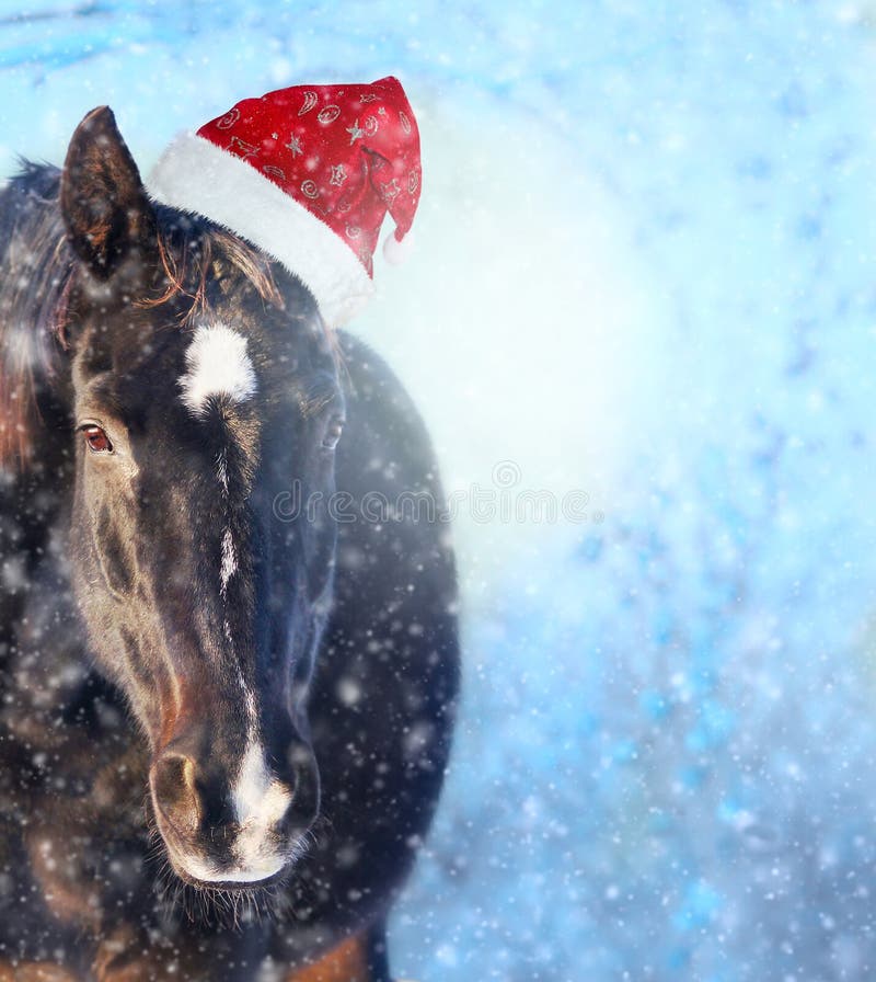 Häst med jultomtenhatten i showfall, julbakgrund royaltyfri fotografi Häst med jultomtenhatten i showfall, julbakgrund royaltyfri fotografi