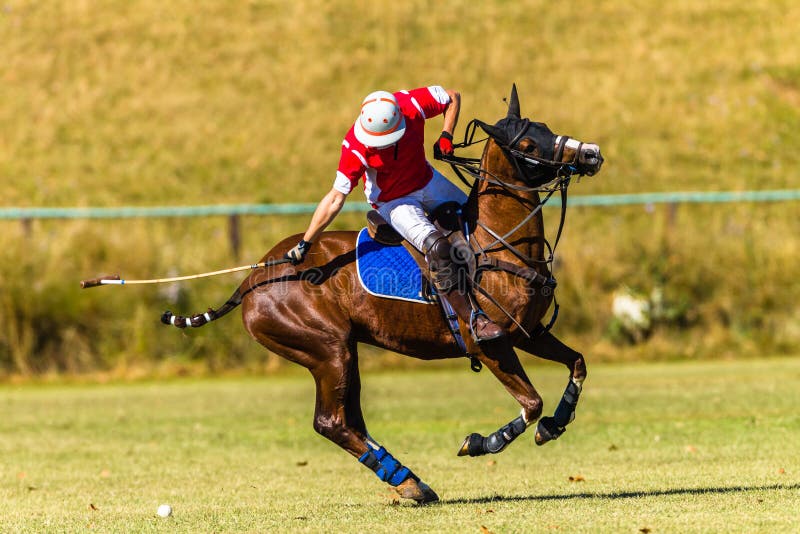 Häst Polo Player Field Game Action arkivfoton Häst Polo Player Field Game Action arkivfoton