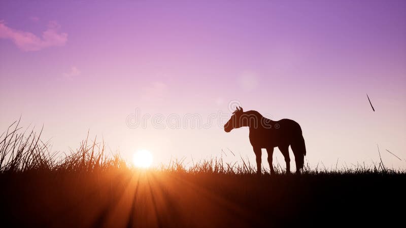 Häst på soluppgång
