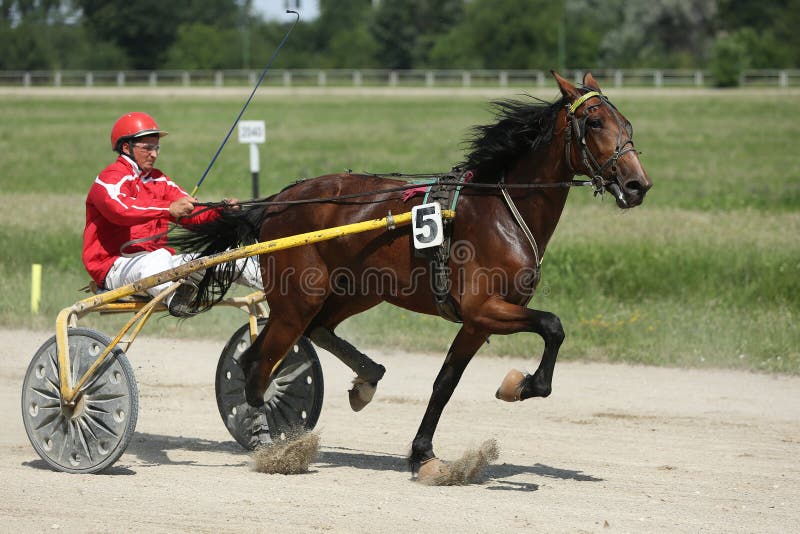 Häst under seleloppet arkivbilder Häst under seleloppet arkivbilder