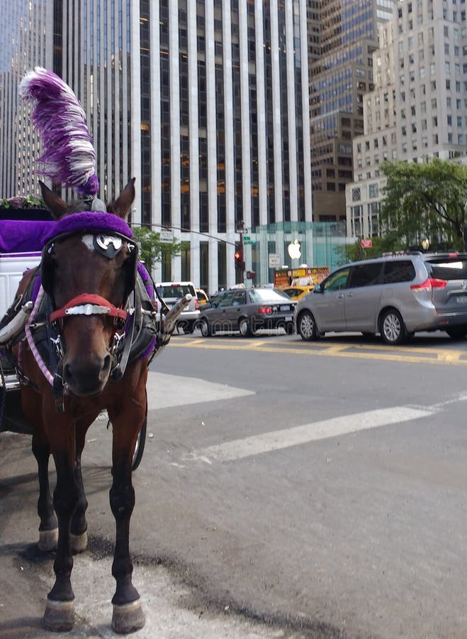 Hästdragna vagnar, bärande skygglappar för häst och Plume Feather, Midtown, Manhattan, NYC, NY, USA royaltyfria bilder Hästdragna vagnar, bärande skygglappar för häst och Plume Feather, Midtown, Manhattan, NYC, NY, USA royaltyfria bilder