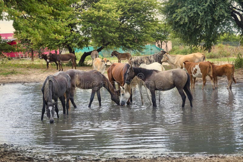 various livestock, horses, cattle, donkeys at the watering hole in a village in Africa. various livestock, horses, cattle, donkeys at the watering hole in a village in Africa