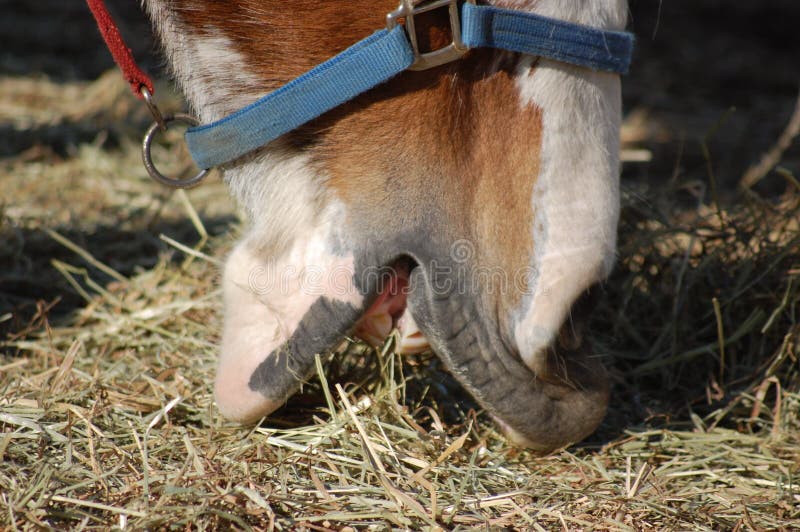 Detail of a brown horse eating hay. Detail of a brown horse eating hay.