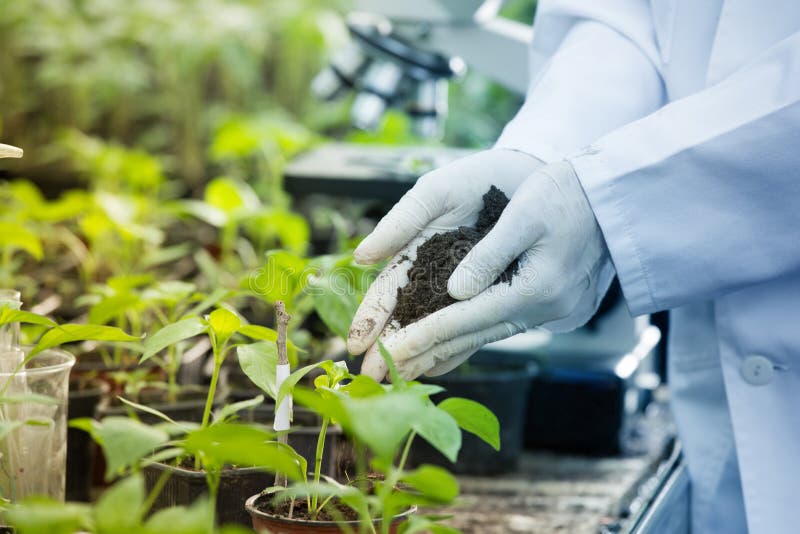 Female agronomist in white coat and gloves holding soil in hands above tomato seedlings in flower pots in greenhouse. Female agronomist in white coat and gloves holding soil in hands above tomato seedlings in flower pots in greenhouse