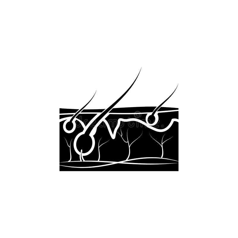 hår på hudsymbolen Beståndsdel av kroppsdelsymbolen Högvärdig kvalitets- symbol för grafisk design Tecken och symbolsamlingssymbo vektor illustrationer hår på hudsymbolen Beståndsdel av kroppsdelsymbolen Högvärdig kvalitets- symbol för grafisk design Tecken och symbolsamlingssymbo vektor illustrationer