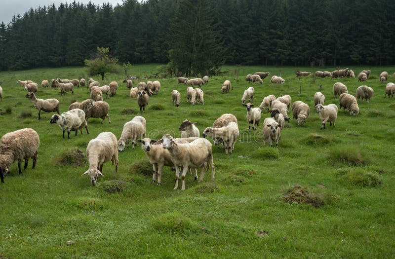 Hairy sheep on a green meadow in a mountain Brezovica, Serbia. Hairy sheep on a green meadow in a mountain Brezovica, Serbia