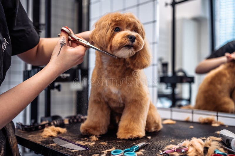 Hårklippning av en maltipohund från en grooming salon. fotografering för bildbyråer