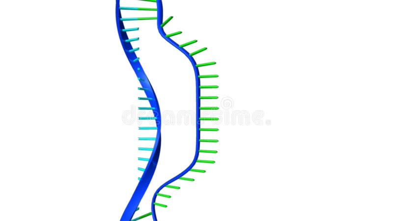 Hélice doble de la DNA