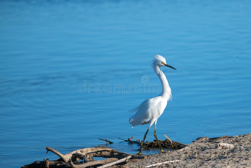 Héron blanc ébouriffé par le vent dans l'estuaire de la rivière Santa Clara en Ventura California Etats-Unis images stock Héron blanc ébouriffé par le vent dans l'estuaire de la rivière Santa Clara en Ventura California Etats-Unis images stock