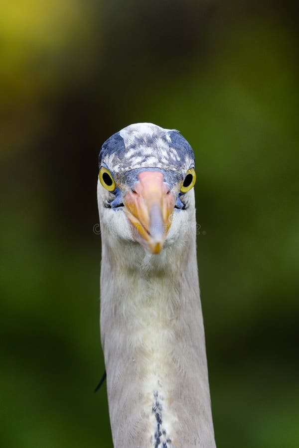 Great blue heron staring at you. Great blue heron staring at you