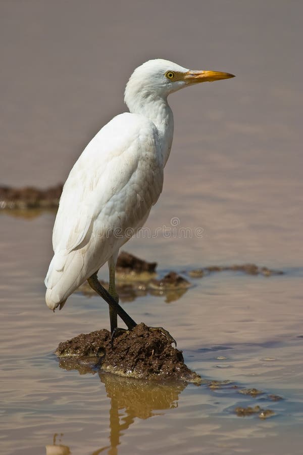 Cattle Egret standing in shallow water. Cattle Egret standing in shallow water