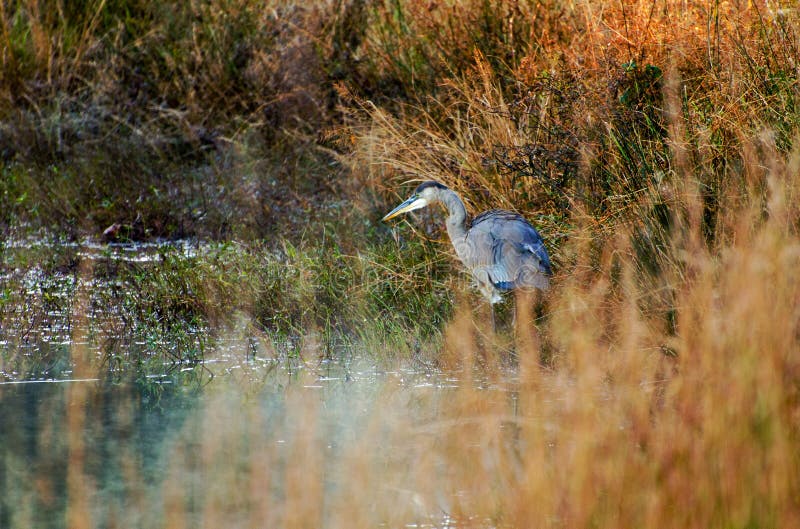 Download Héron De Grand Bleu Dans Les Roseaux Image stock - Image du gander, georgia: 77156829