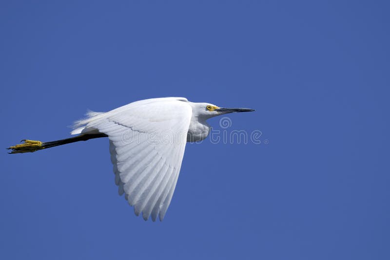 Snowy egret, egretta thula flyby. Snowy egret, egretta thula flyby