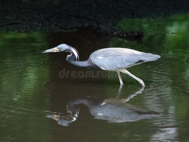 Héron de Tricolored pataugeant dans l'eau vert-foncé photo libre de droits Héron de Tricolored pataugeant dans l'eau vert-foncé photo libre de droits