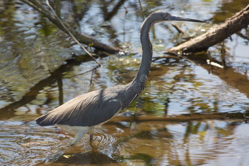 Héron de Tricolored pataugeant dans un marais, Apopka, la Floride images stock Héron de Tricolored pataugeant dans un marais, Apopka, la Floride images stock