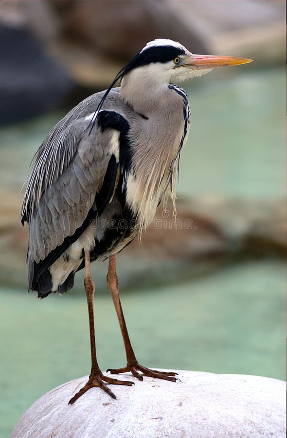 Héron gris image stock Héron gris image stock