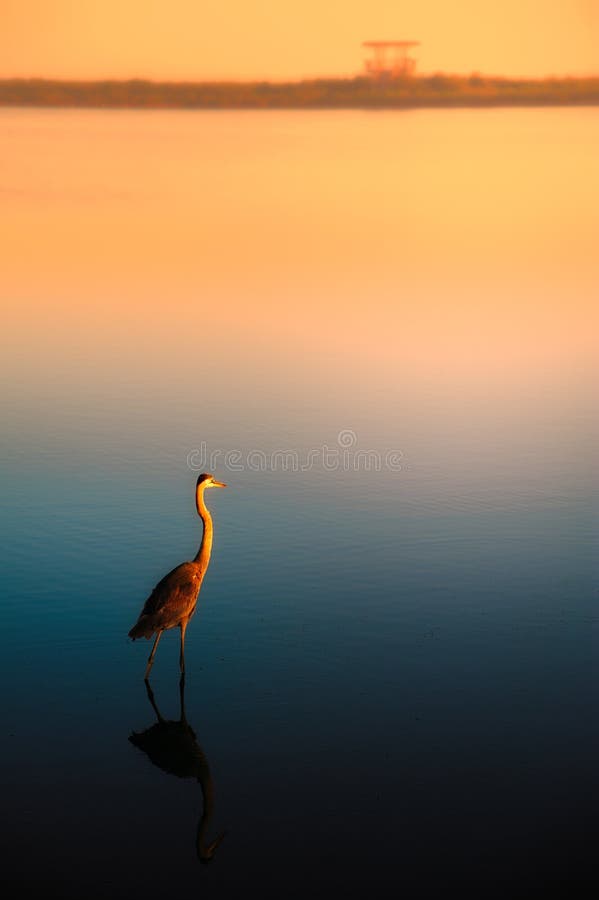 Lonely egret at lake during sunset, Merritt Island, Titusville, Brevard County, Florida, USA. Lonely egret at lake during sunset, Merritt Island, Titusville, Brevard County, Florida, USA