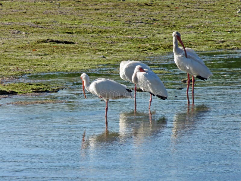 Hérons de Milou à " ; Ding" ; Darling National Wildlife Refuge photo stock Hérons de Milou à " ; Ding" ; Darling National Wildlife Refuge photo stock