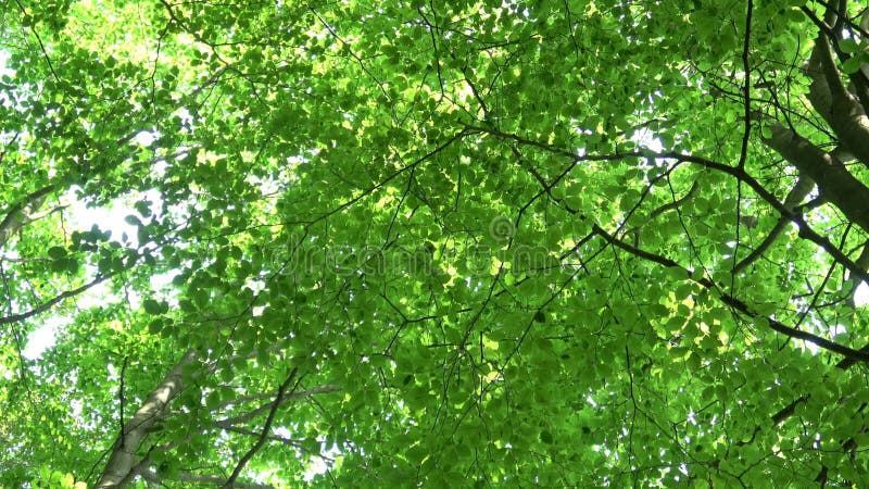 Hêtre commun de feuilles vertes et fraîches Sylvatica européen de Fagus de hêtre
