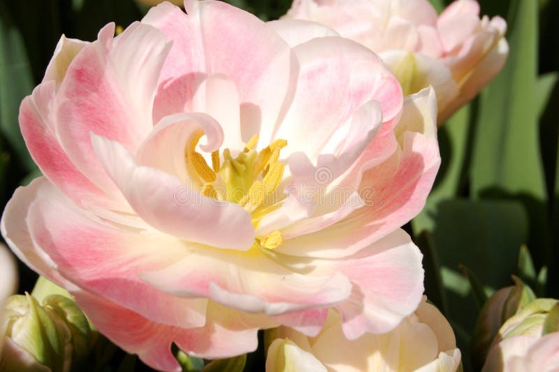 Híbrido cor-de-rosa do Tulip imagens de stock Híbrido cor-de-rosa do Tulip imagens de stock