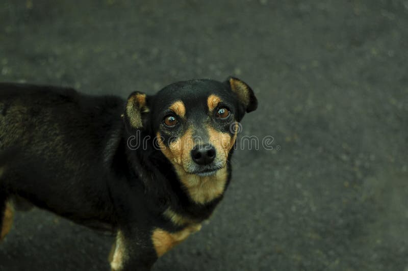H?brido disperso pequeno bonito do cachorrinho Apenas c?o preto pequeno com os olhos tristes, estando no asfalto molhado Foco sel fotografia de stock royalty free H?brido disperso pequeno bonito do cachorrinho Apenas c?o preto pequeno com os olhos tristes, estando no asfalto molhado Foco sel fotografia de stock royalty free