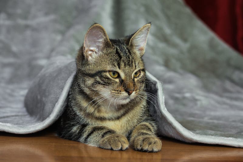 Híbrido pequeno o gatinho listrado está encontrando-se em seu estômago foto de stock Híbrido pequeno o gatinho listrado está encontrando-se em seu estômago foto de stock