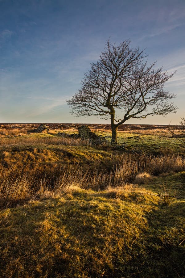 Höchstderbyshire-Baumlandschaft Nationalpark des bezirkes lizenzfreie stockbilder Höchstderbyshire-Baumlandschaft Nationalpark des bezirkes lizenzfreie stockbilder