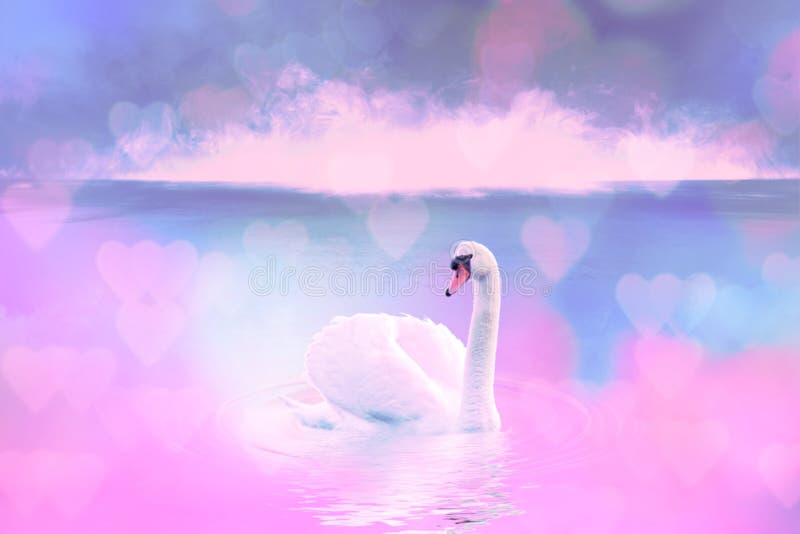 Höckerschwan im nebeligen See an der Dämmerung Morgenlichter romantischer Hintergrund Schöner Schwan cygnus Romance vom Höckersch lizenzfreie stockbilder Höckerschwan im nebeligen See an der Dämmerung Morgenlichter romantischer Hintergrund Schöner Schwan cygnus Romance vom Höckersch lizenzfreie stockbilder