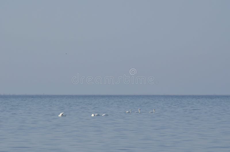 Höckerschwäne gegen einen blauer Himmel- und Wasserhintergrund Weiche Tapete stockbilder Höckerschwäne gegen einen blauer Himmel- und Wasserhintergrund Weiche Tapete stockbilder