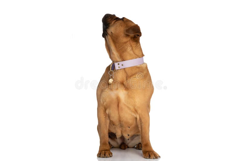 Eager bullmastiff puppy with collar looking up and sitting in front of white background in studio. Eager bullmastiff puppy with collar looking up and sitting in front of white background in studio