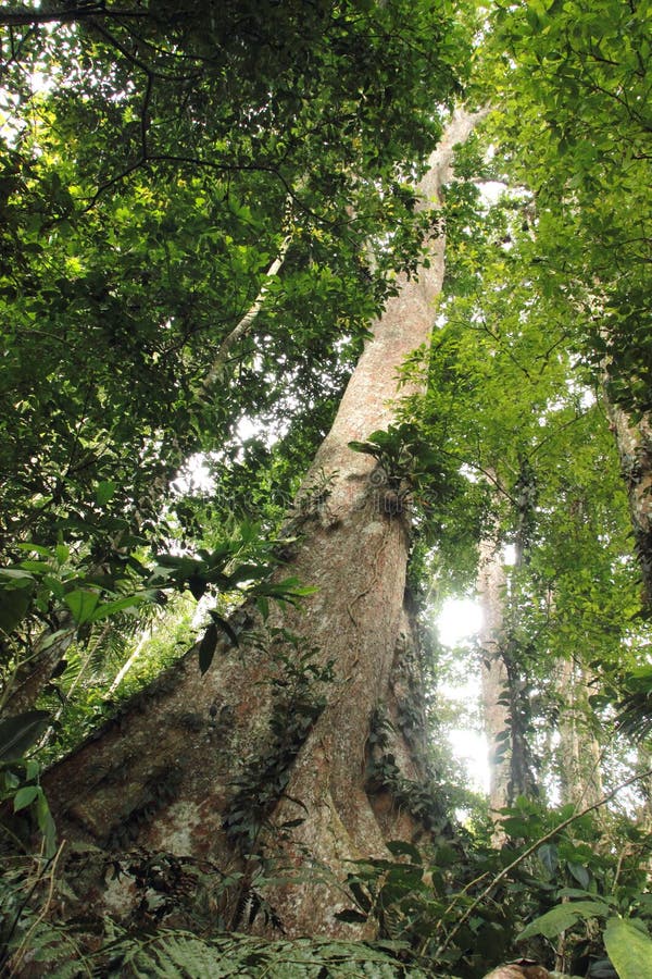 Hög djungel Henri Pittier National Park Venezuela för molnig rainforest men arkivfoto Hög djungel Henri Pittier National Park Venezuela för molnig rainforest men arkivfoto