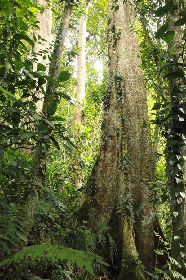 Hög djungel Henri Pittier National Park Venezuela för molnig rainforest men royaltyfria bilder Hög djungel Henri Pittier National Park Venezuela för molnig rainforest men royaltyfria bilder